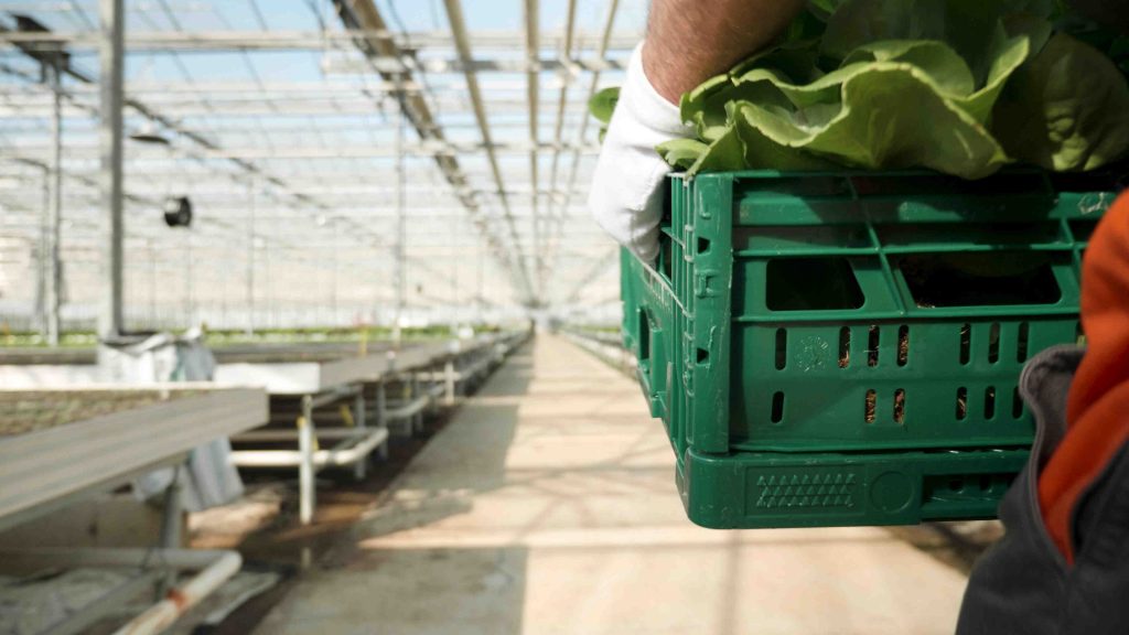 Efficient Logistics Management for food import